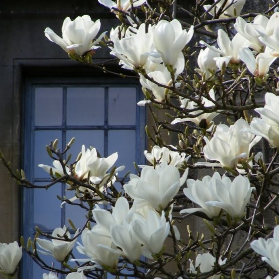 Магнолія Меріл