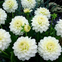 Жоржина Labella Medio White р9