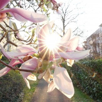 Магнолія Старбурст (Зорепад)