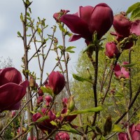 Магнолія Суланжа Клеопатра