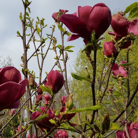 Магнолія Суланжа Клеопатра