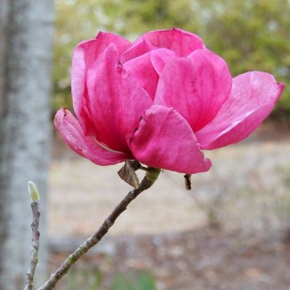 Магнолія Фелікс Джурі