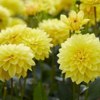 Жоржина Labella Medio Yellow р9 Жоржина Labella Medio Yellow р9