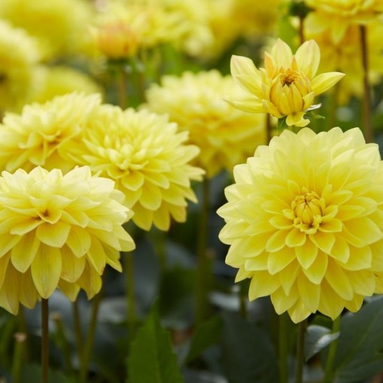 Жоржина Labella Medio Yellow р9 Жоржина Labella Medio Yellow р9