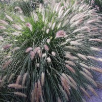 Міскантус Droning ingrid p9