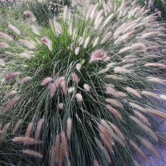 Міскантус Droning ingrid p9