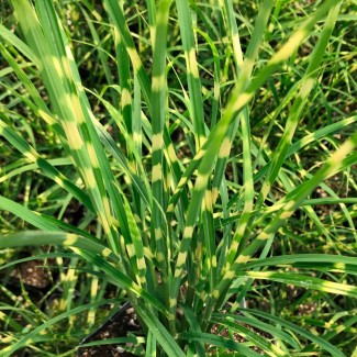 Міскантус Gold Bar р9