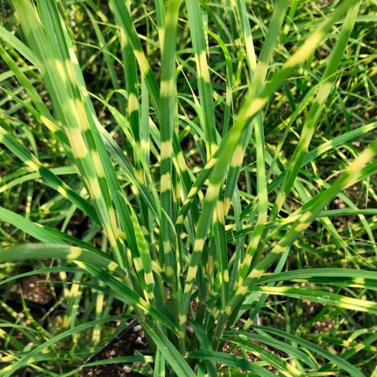 Міскантус Gold Bar р9