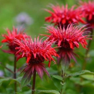 Монарда Baby Spice р9