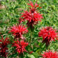 Монарда Baby Spice р9