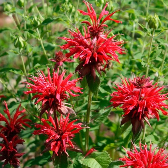 Монарда Baby Spice р9