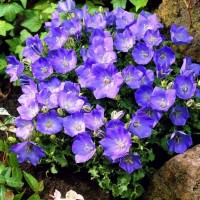 Камапнула carpatica Carillon Blue р9