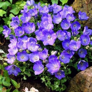 Камапнула carpatica Carillon Blue р9