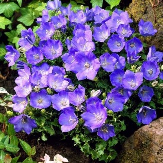 Камапнула carpatica Carillon Blue р9