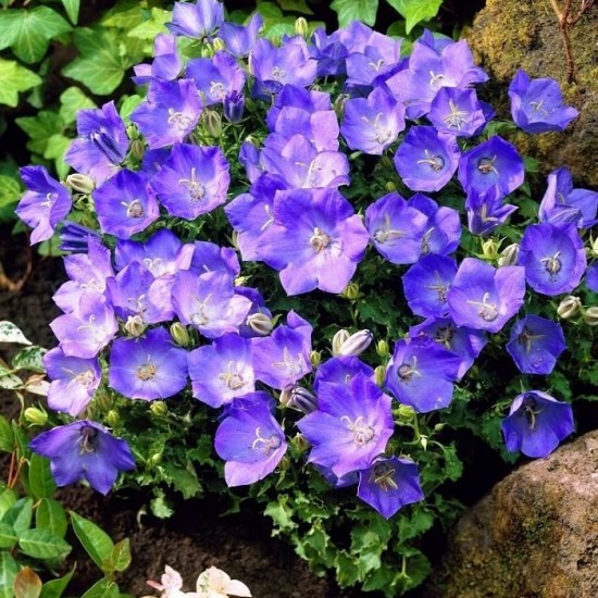 Камапнула carpatica Carillon Blue р9