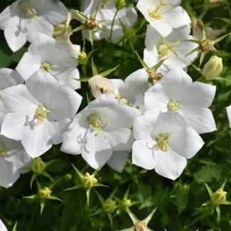 Камапнула carpatica Carillon White р9