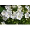 Камапнула carpatica Carillon White р9