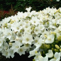 Камапнула carpatica Carillon White р9