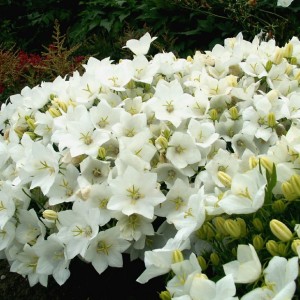 Камапнула carpatica Carillon White р9