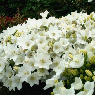 Камапнула carpatica Carillon White р9