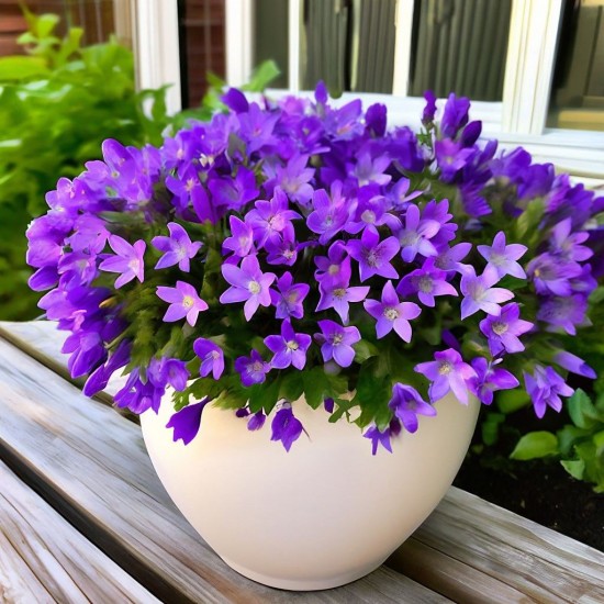 Кампанула Chamissonis р9