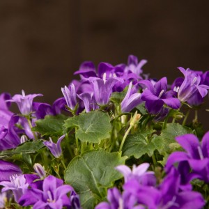 Кампанула Chamissonis р9