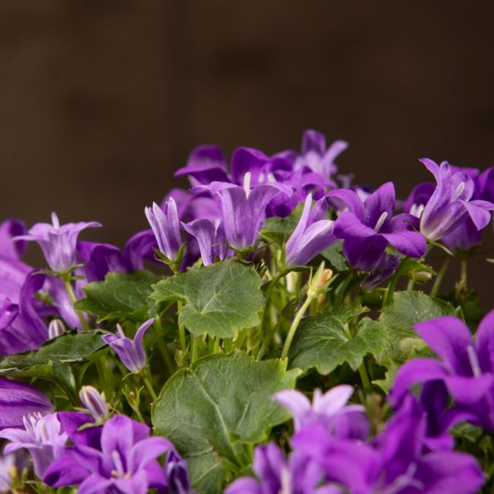 Кампанула Chamissonis р9