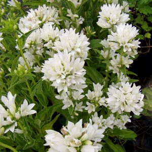 Кампанула glomerata Alba р9