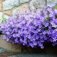 Кампанула Portenschlagiana Catarina p9