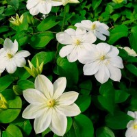 Клематис Cream p9