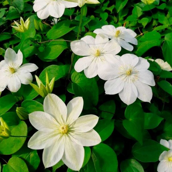 Клематис Cream p9