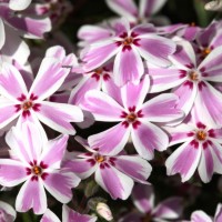 Флокс шиловидний Candy Striper р9 №23