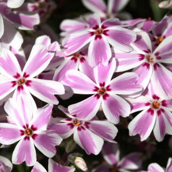 Флокс шиловидний Candy Striper р9 №23