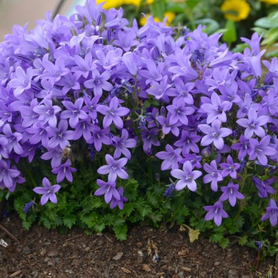 Кампанула Portenschlagiana Catarina p9