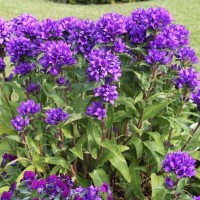 Кампанула Syperba glomerata р9