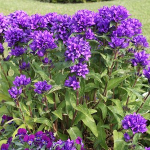 Кампанула Syperba glomerata р9