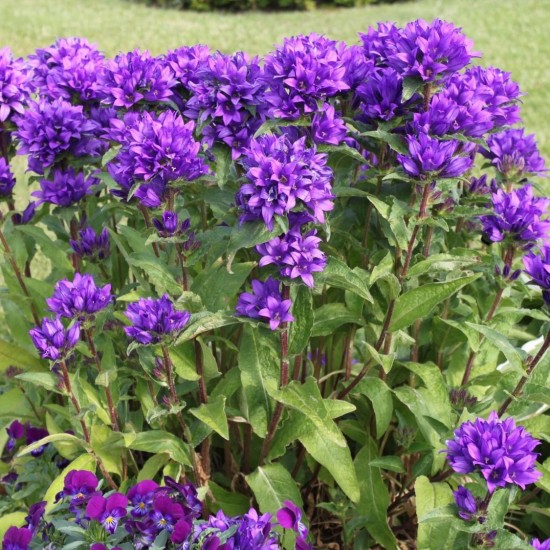 Кампанула Syperba glomerata р9