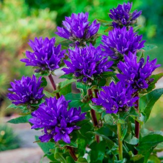 Кампанула Syperba glomerata р9