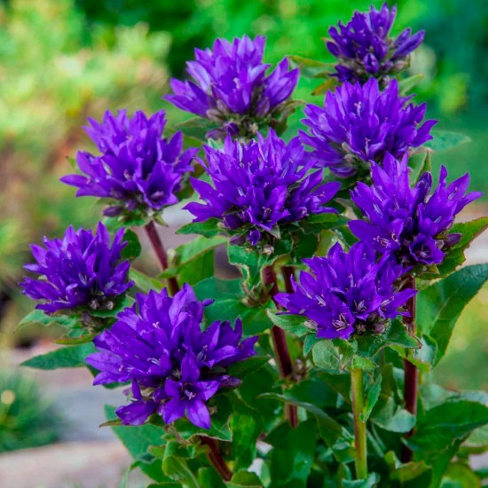 Кампанула Syperba glomerata р9