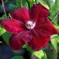 Клематис  Fire Flame р9