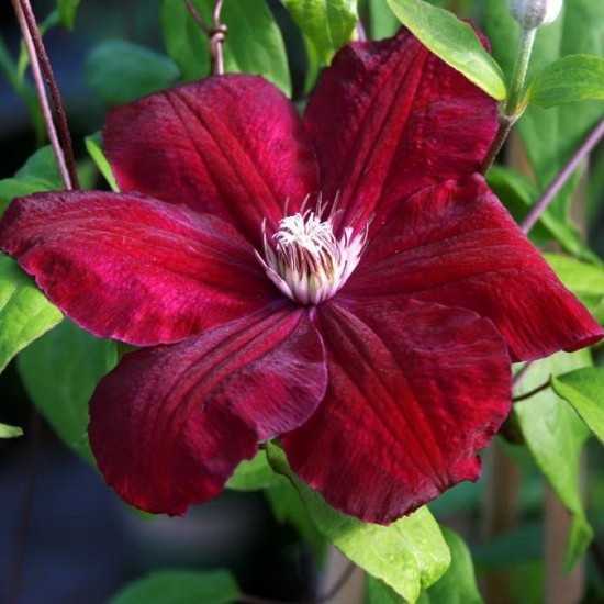 Клематис  Fire Flame р9