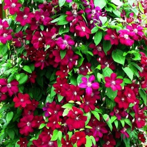 Клематис  Fire Flame р9