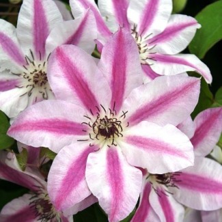 Клематис Capitanie Thuilleaux р9