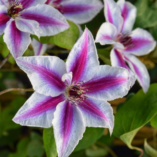 Клематис Capitanie Thuilleaux р9