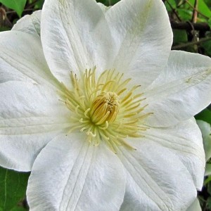 Клематис Cream p9