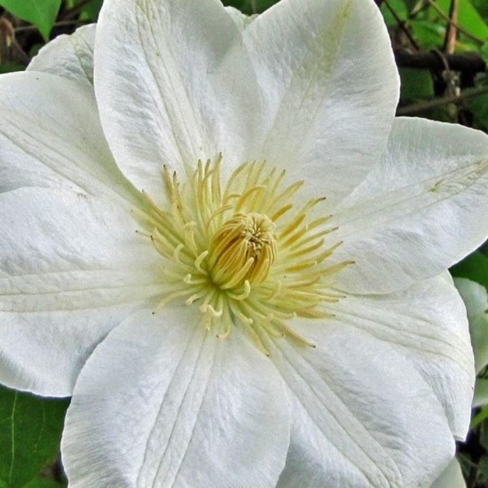 Клематис Cream p9