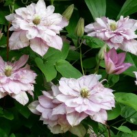 Клематис Innocent Blush р9