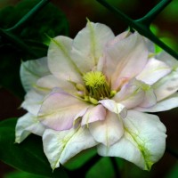 Клематис Innocent Blush р9