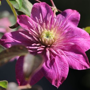 Клематис Kaiser р9