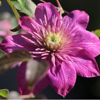 Клематис Kaiser р9